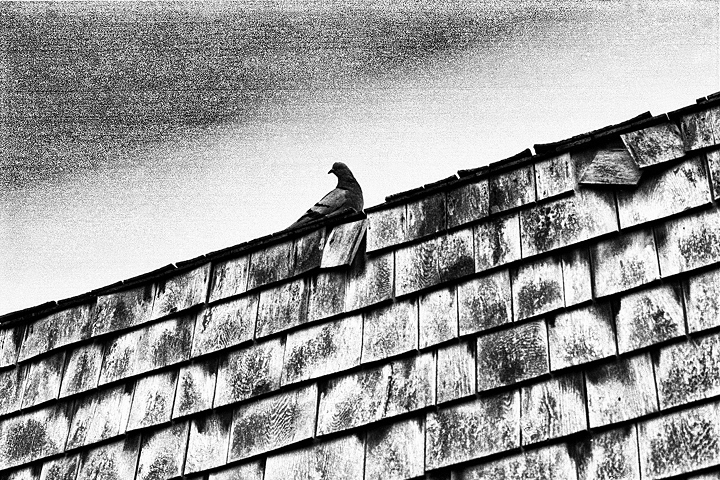 The Edge